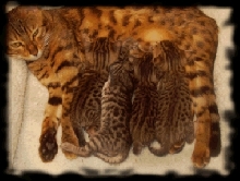 Etchekits