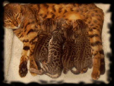 Etchekits