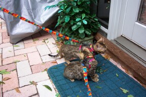 Bacchus &  Kiko
