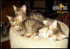 Nova   Kato Kittens