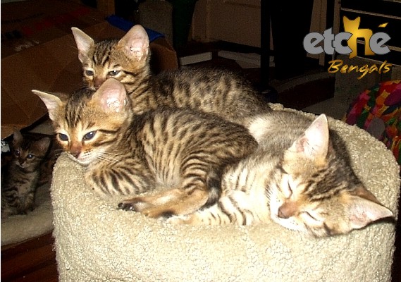 Nova   Kato Kittens
