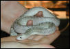 White Sided Bull