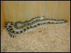 White Sided Bull Snake