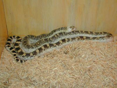 White Sided Bull Snake