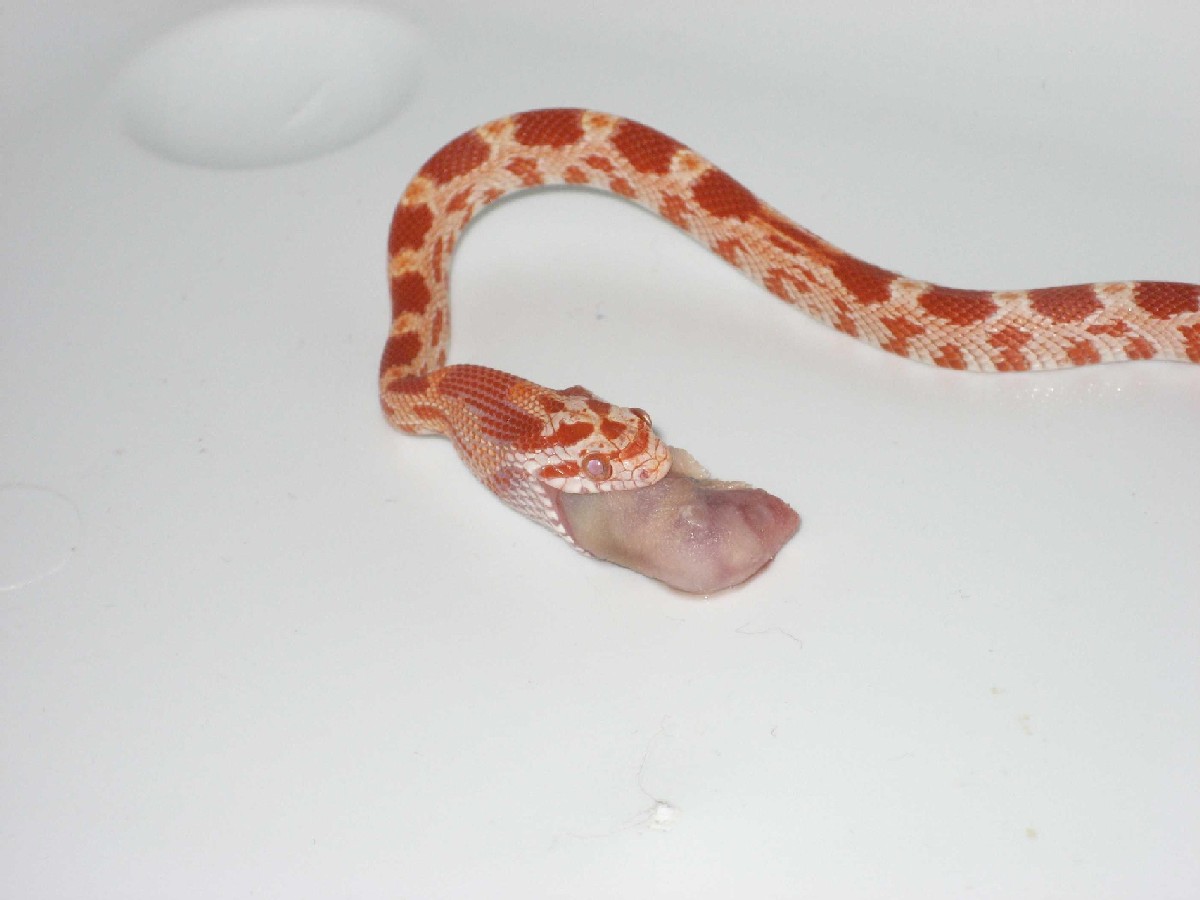 Pinky