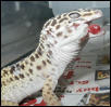 Het. for albino shedding