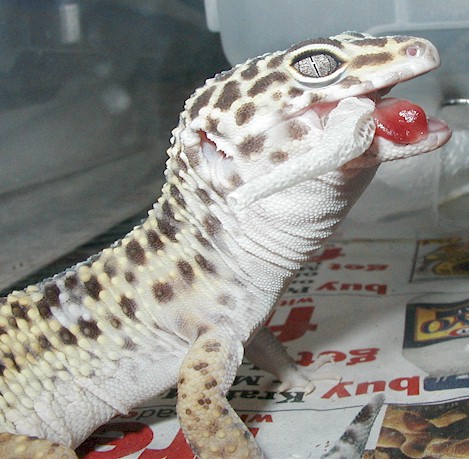 Het. for albino shedding