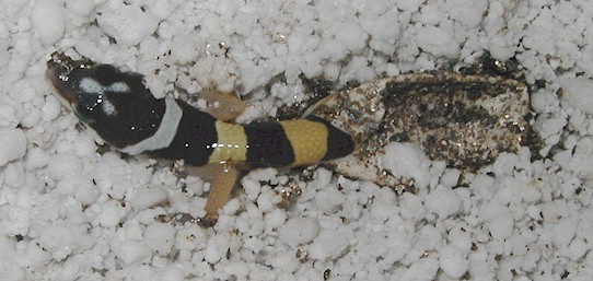 Leopard gecko hatching