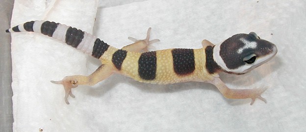 Hatchling Leo.