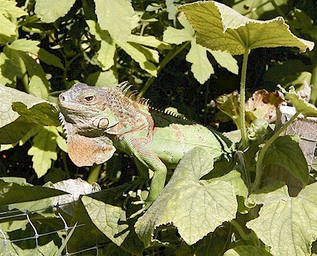 Pedro