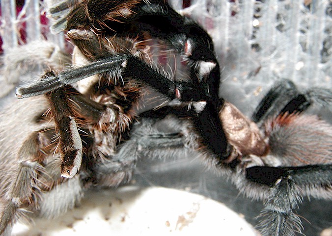 Aphonopelma sp. mating