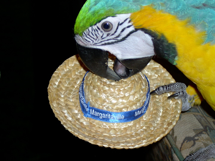 Shanti and His Jimmy Buffet Hat