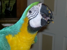Shanti with a Messy Sweet Potato Beak! hehe