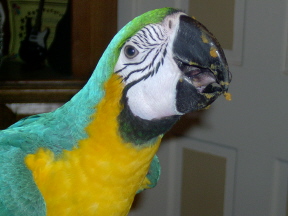 Shanti with a Messy Sweet Potato Beak! hehe