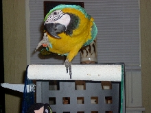 Blue and Gold Macaw that Loves to wave