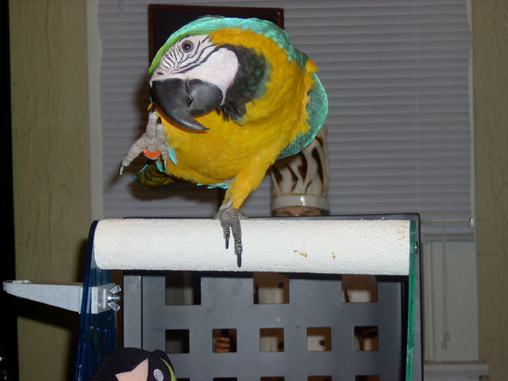 Blue and Gold Macaw that Loves to wave