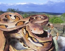 monster retic lol