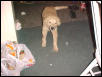 puppy1
