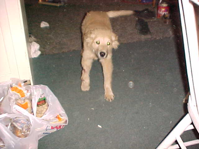 puppy1