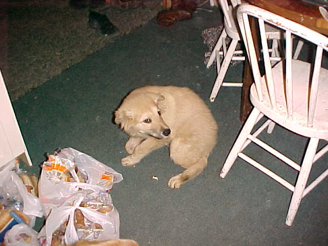 puppy2