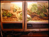 new cage (decorated)