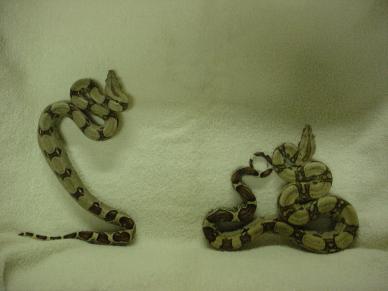 Red Tail Pair