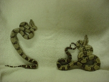 Red tail pair