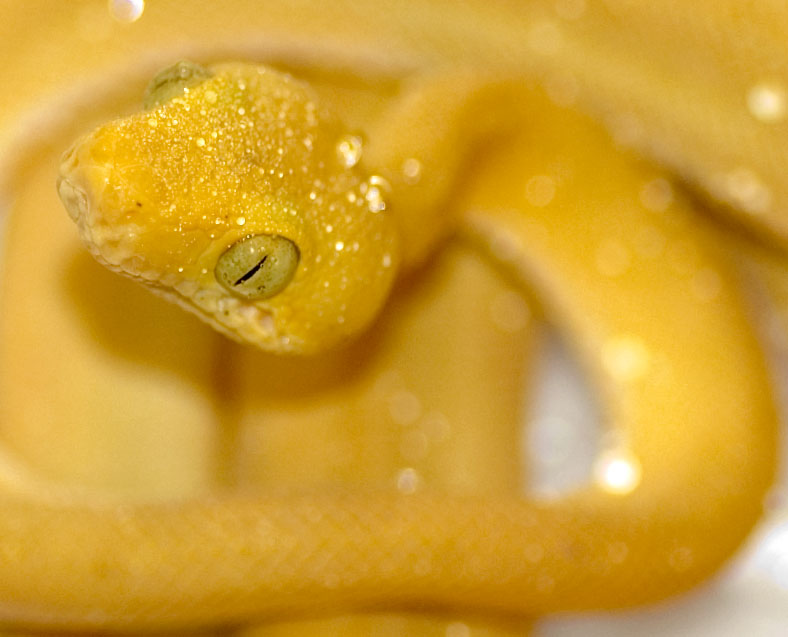 Yellow GHI ATB