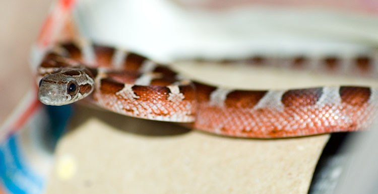 Bloodred poss het hypo lav