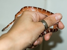 White patch Bloodred