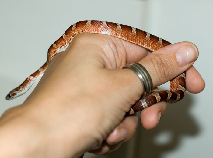 White patch Bloodred