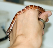 Bloodred with white patches