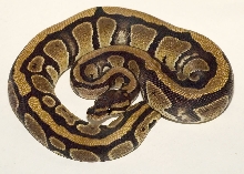 Gold stripe Normal Fem