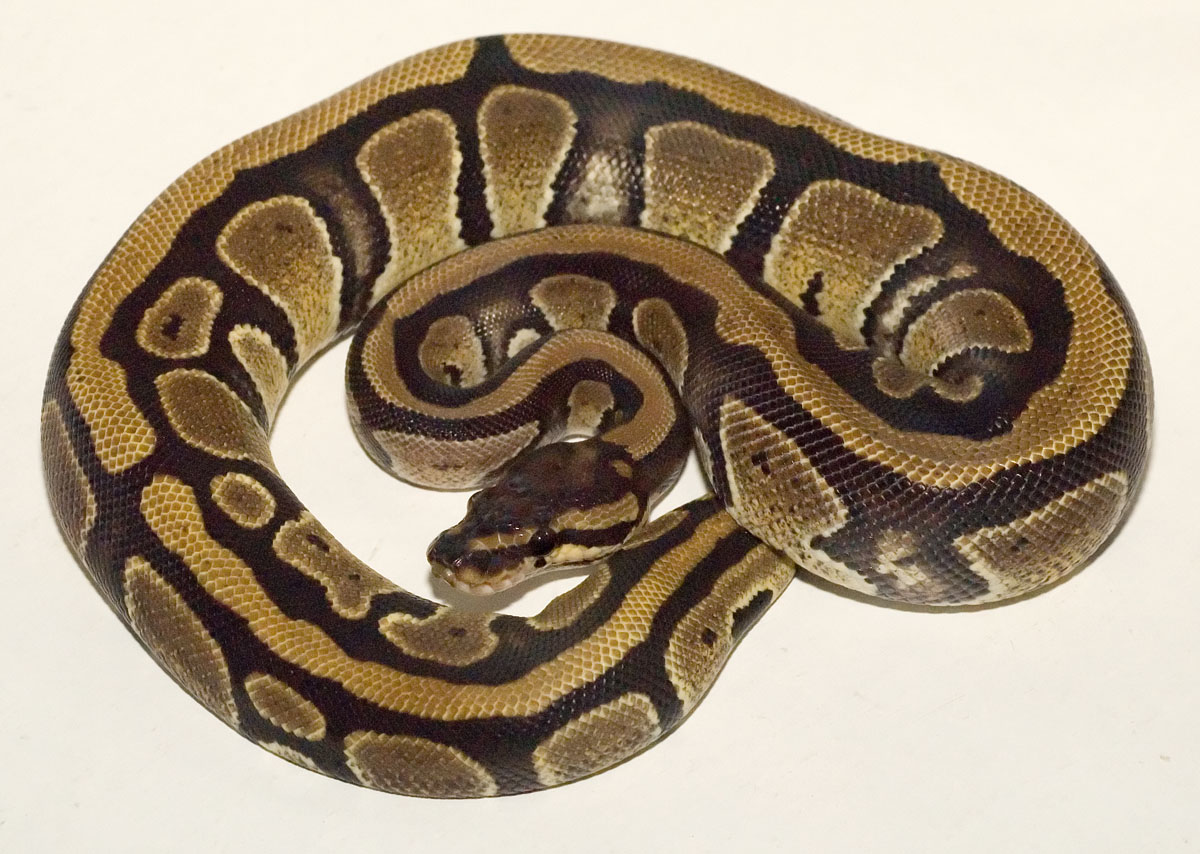 Gold stripe Normal Fem