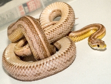 Pastel motley stripe Corn