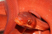 GHI Redhot