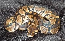 Granite