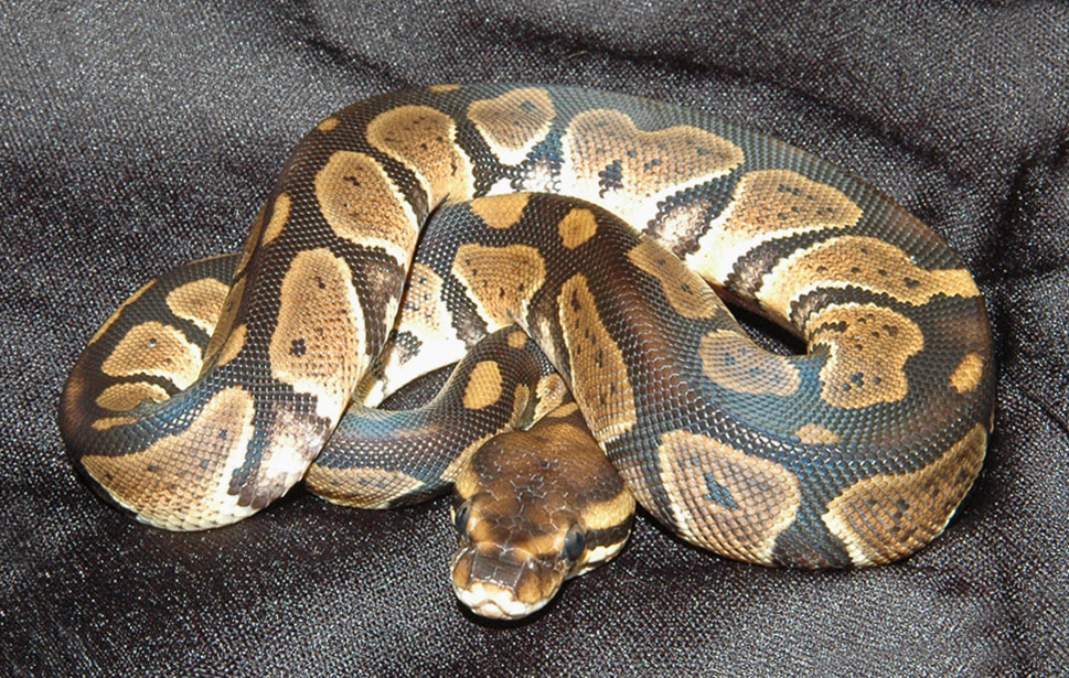 Granite