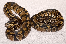 het ghost pair