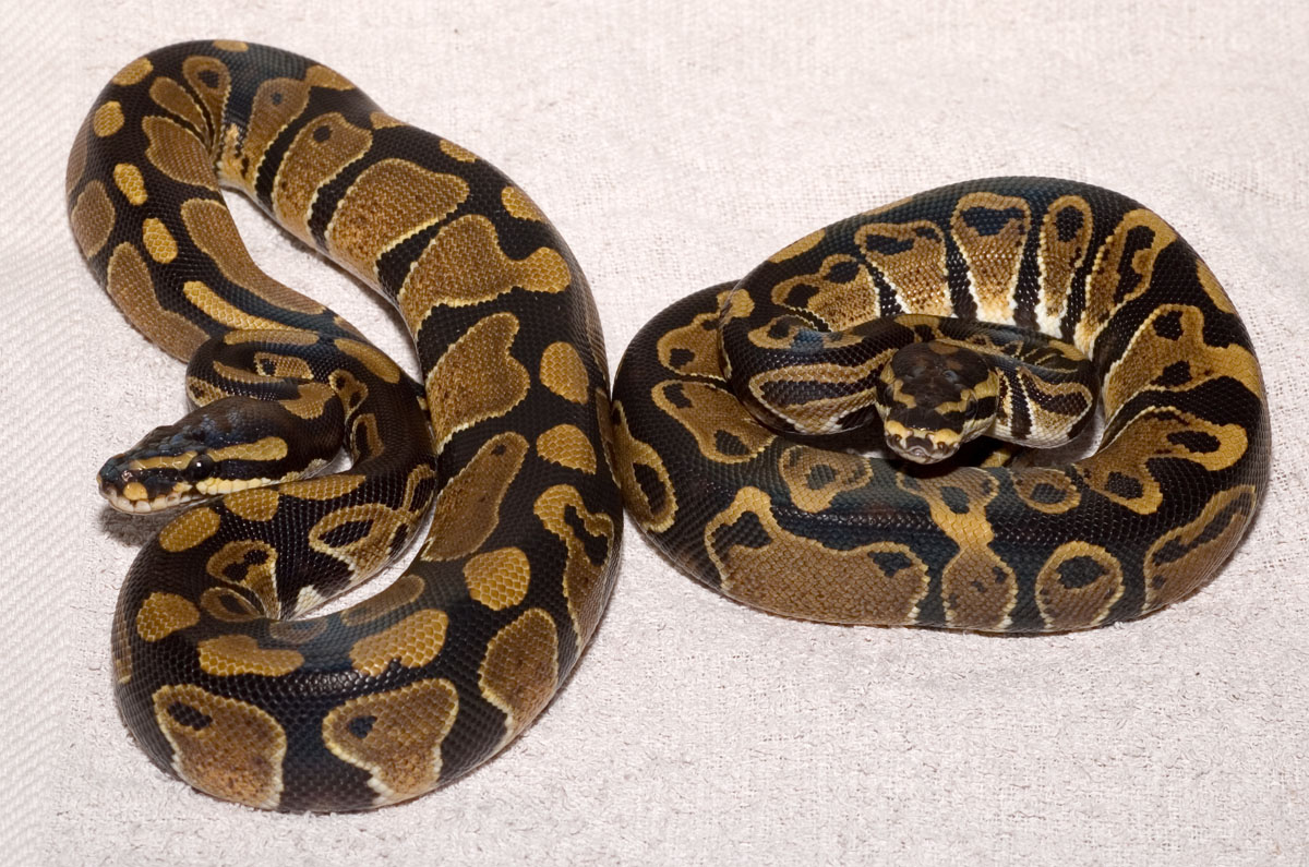 het ghost pair