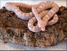 Hypo Lavender
