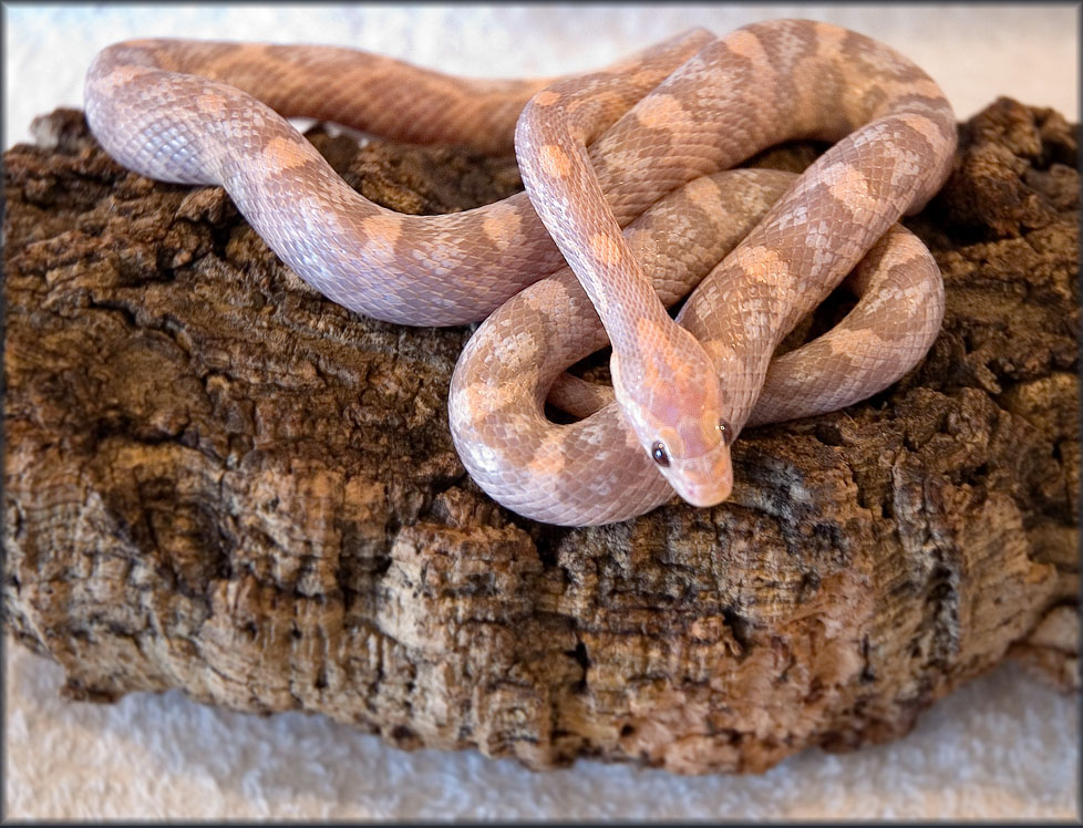 Hypo Lavender
