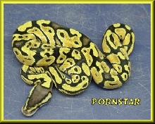 Pornstar my Pastel