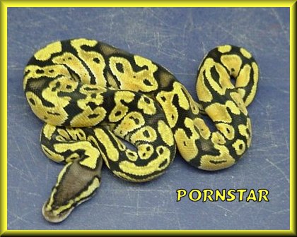 Pornstar my Pastel