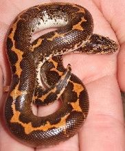 Het Albino Kenyan