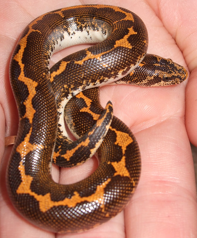 Het Albino Kenyan