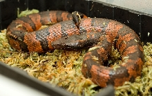 Red Viper Male