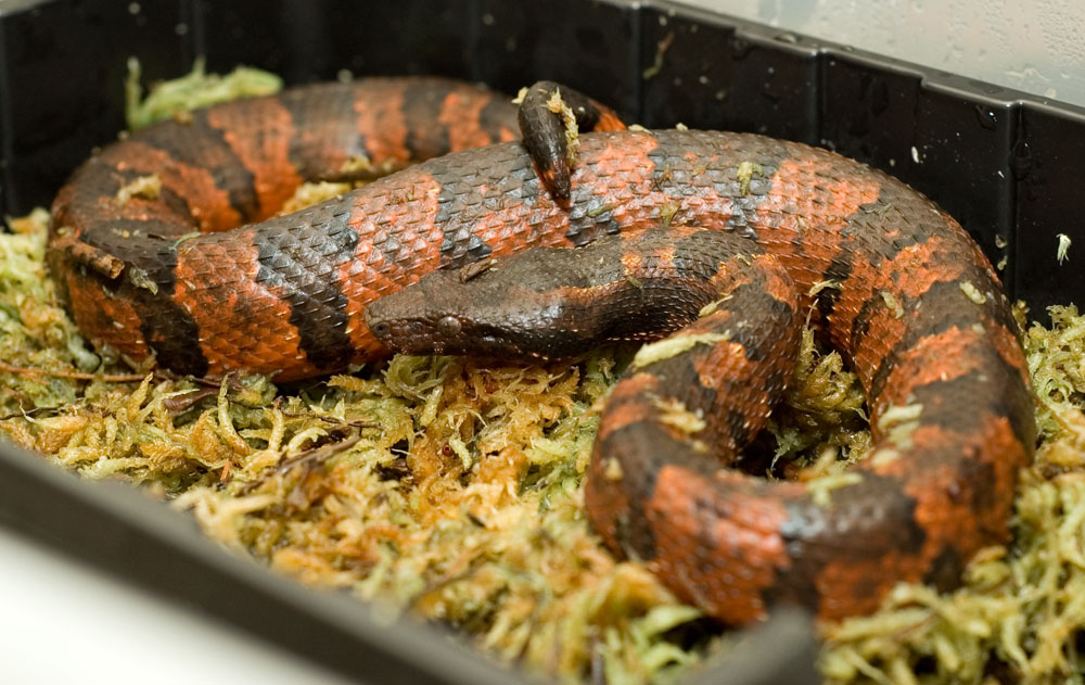 Red Viper Male