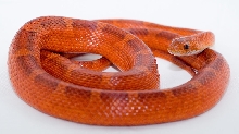 Bloodred het hypo lavender