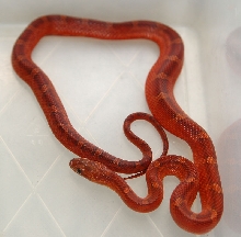 Bloodred het hypo lav